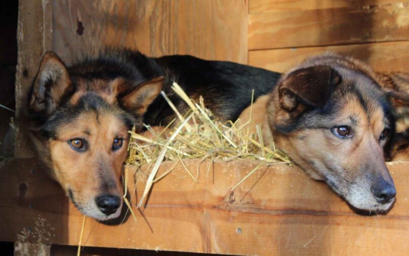 puppies