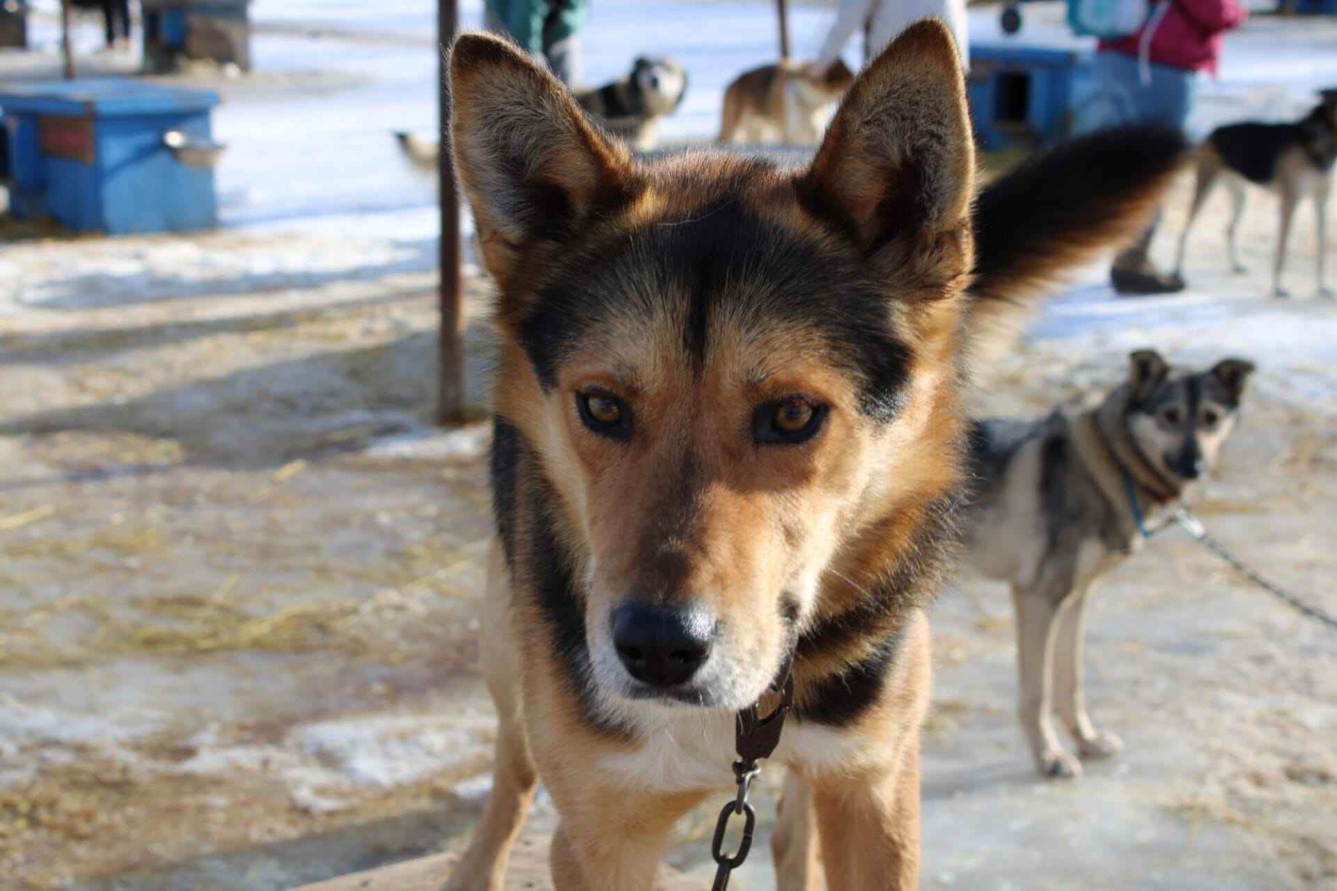dog 