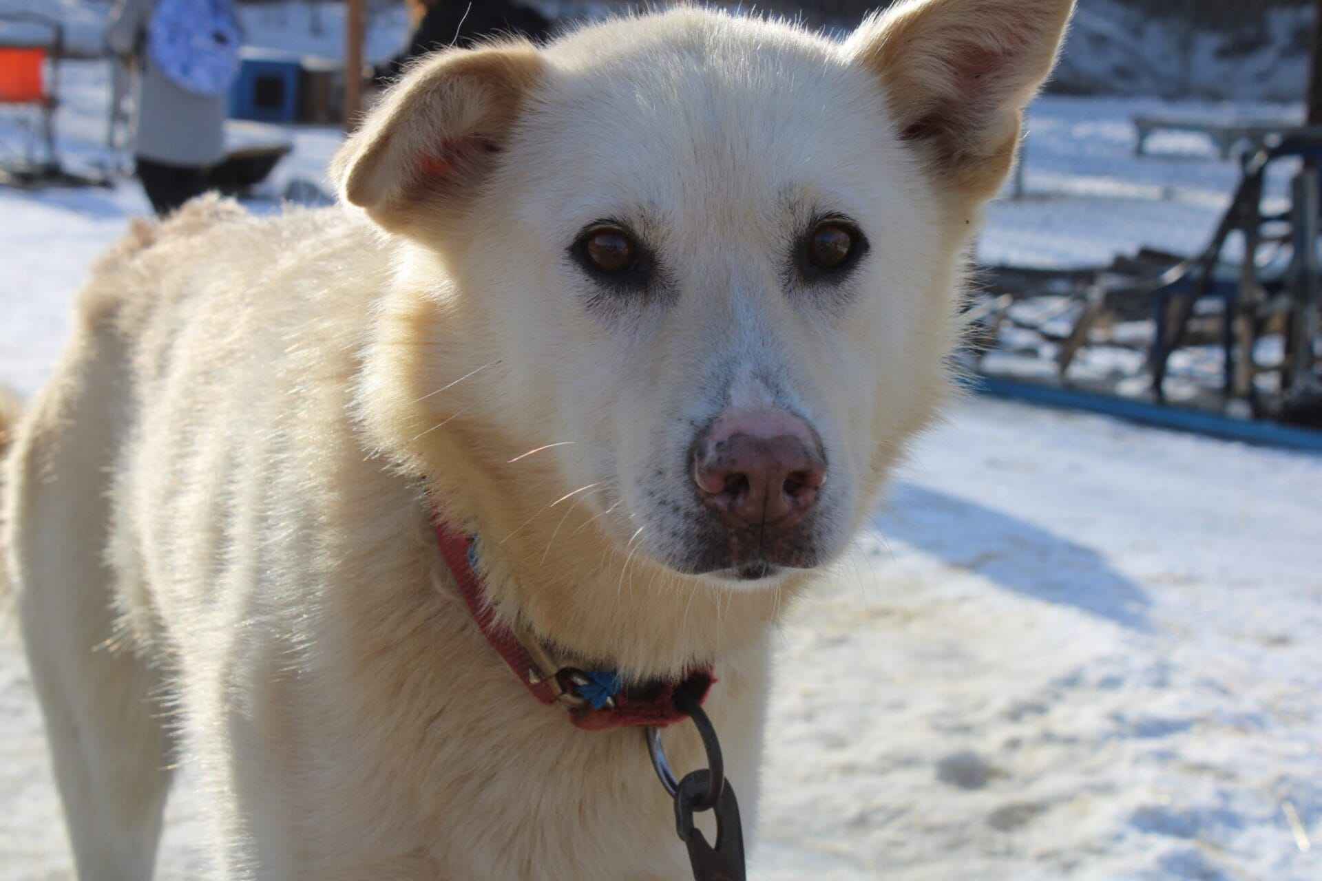 dog 