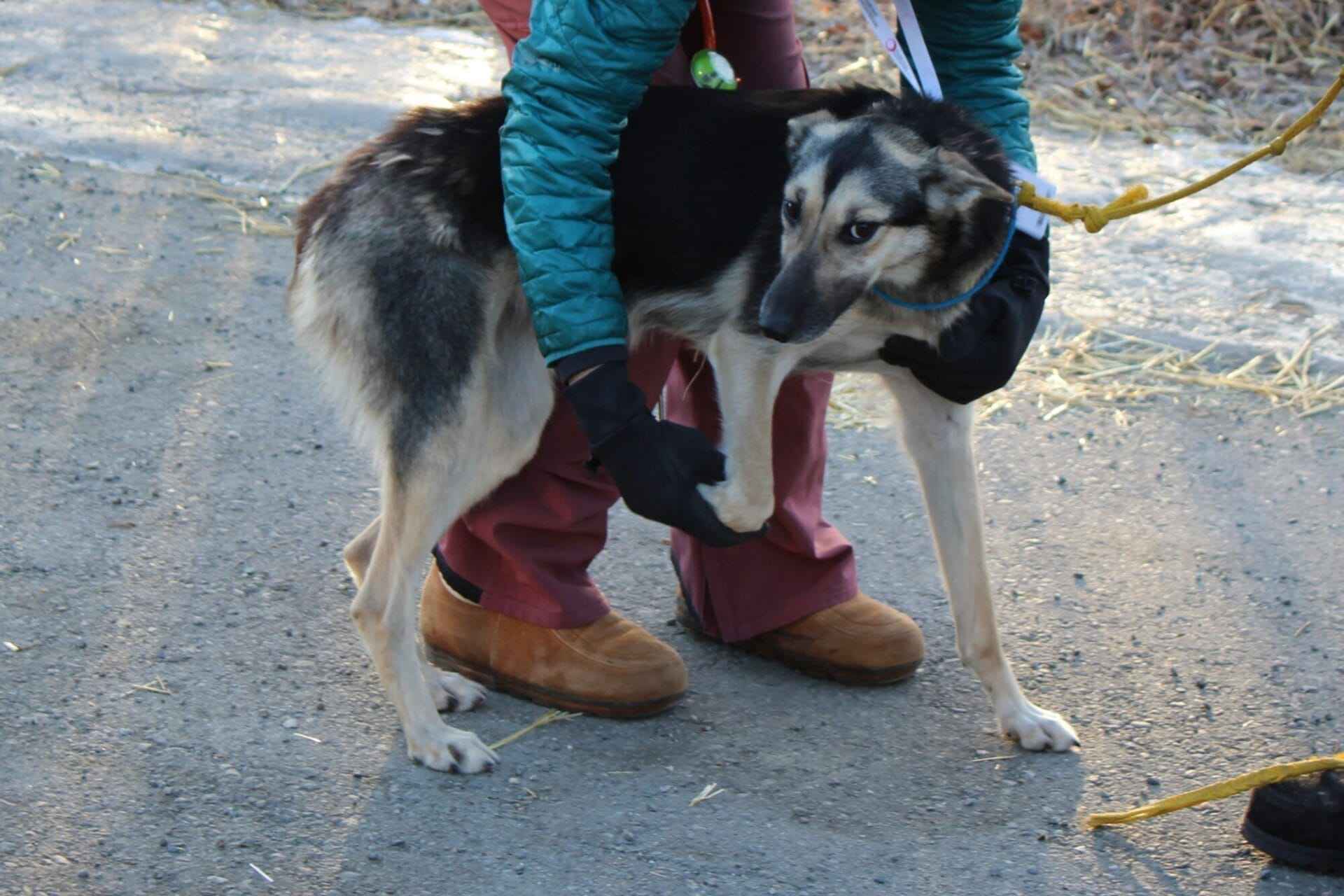 girl helping dog