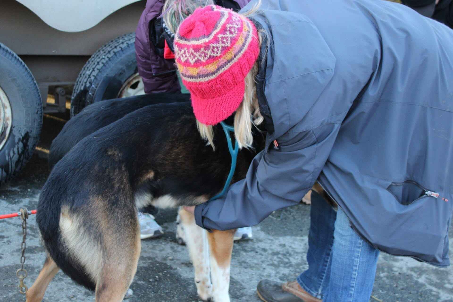 woman helping dog