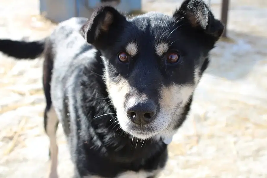 Dog